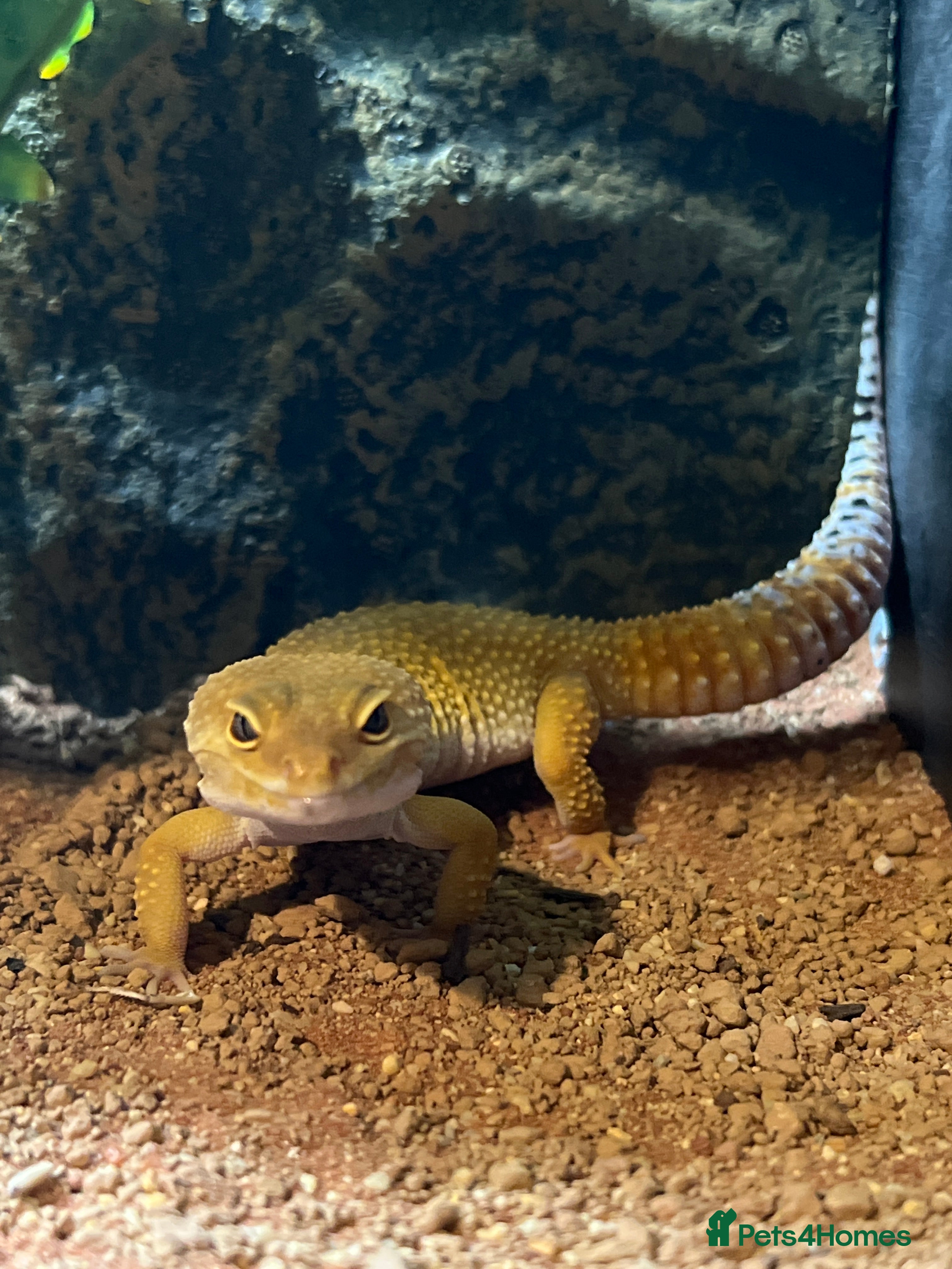 Leopard Gecko reptiles Leopard gecko full set up - Advert 17