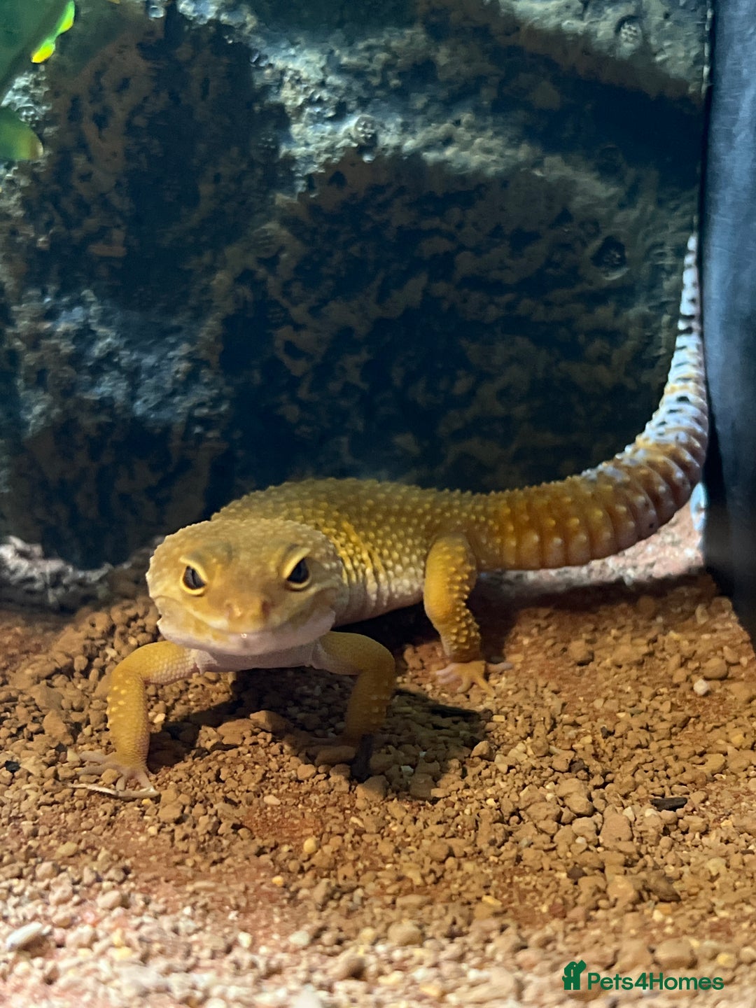 Leopard Gecko reptiles for sale: Leopard gecko full set up - Advert 1