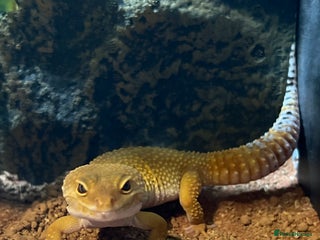 Leopard Gecko reptiles Leopard gecko full set up - Advert 2