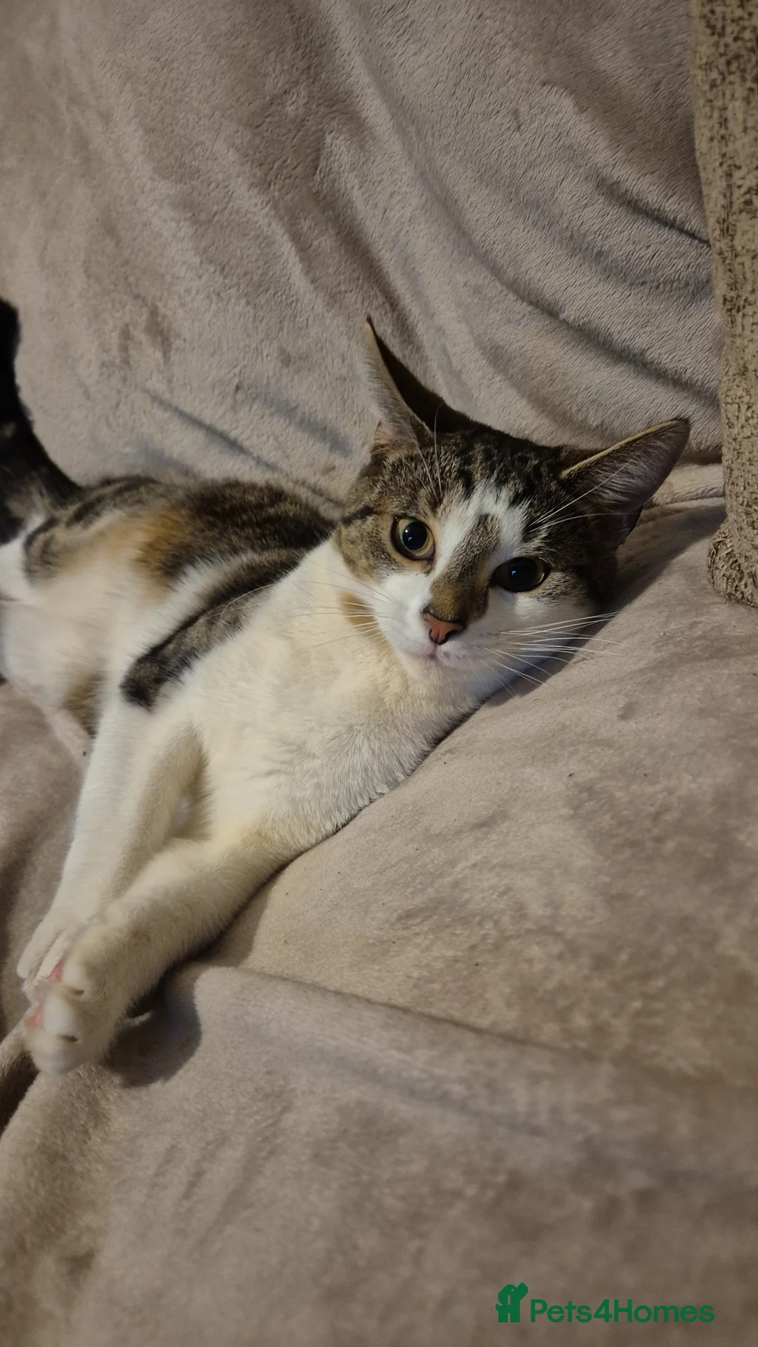 Tibetan cats for sale: Beautiful male cat - Advert 2