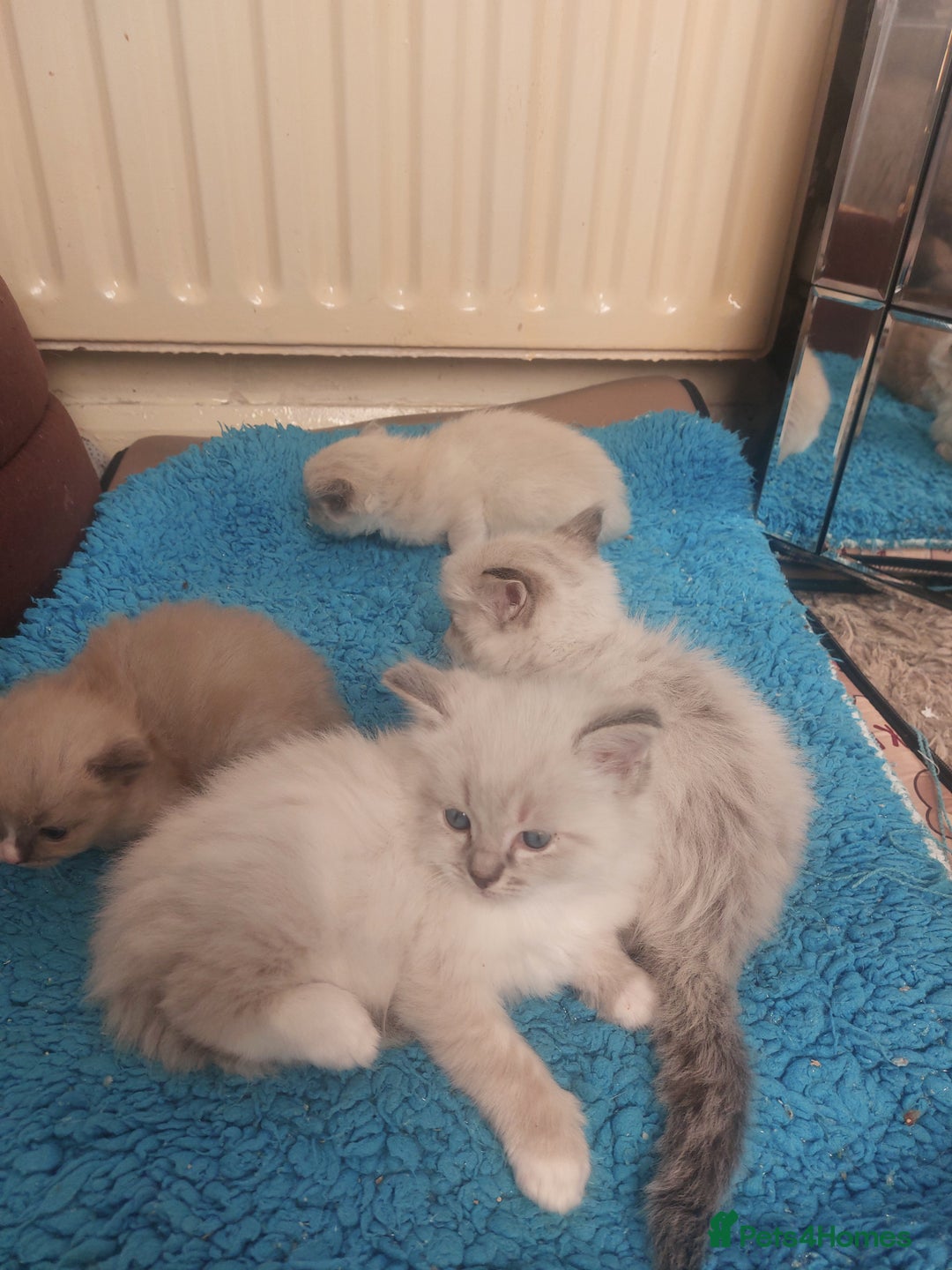 Ragdoll cats for sale: ADORABLE RAGDOL LOVELYS - Advert 7