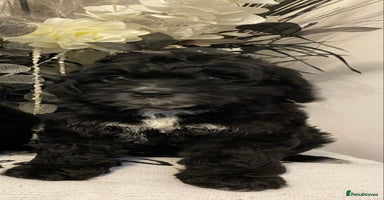 Cockapoo dogs - Advert 21