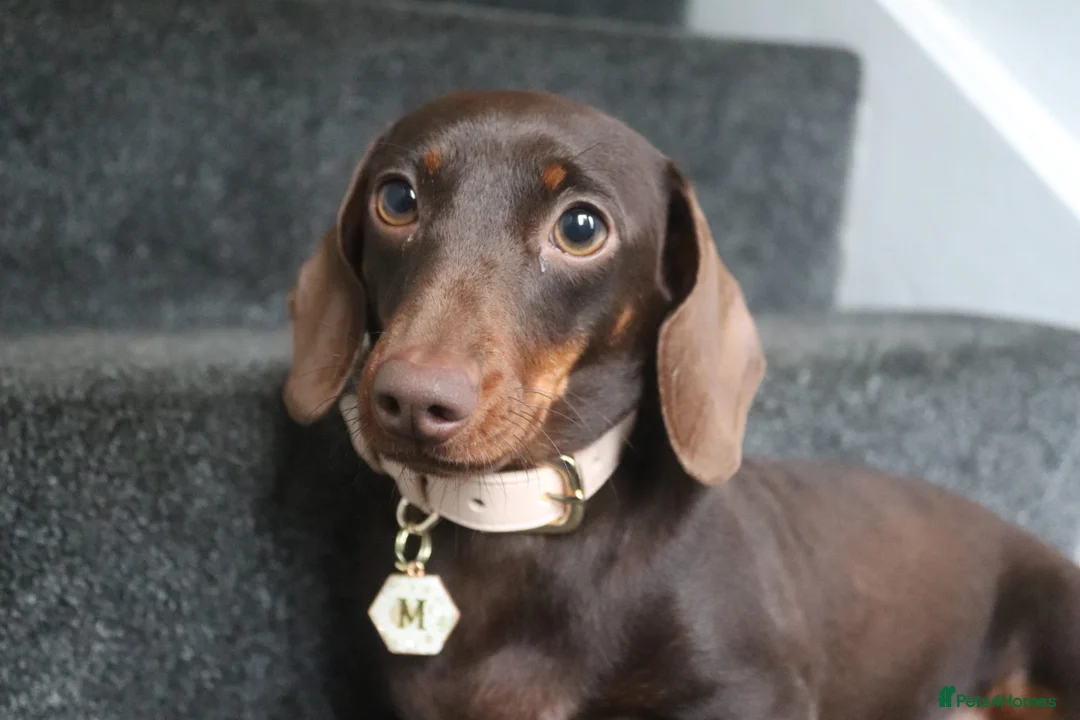 Miniature Dachshund dogs for sale: Miniature Dachshund pups❤️ - Advert 17