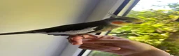 Cockatiels birds for sale: Lovely cockatiel waiting for a loving home  in Boston - Advert 1