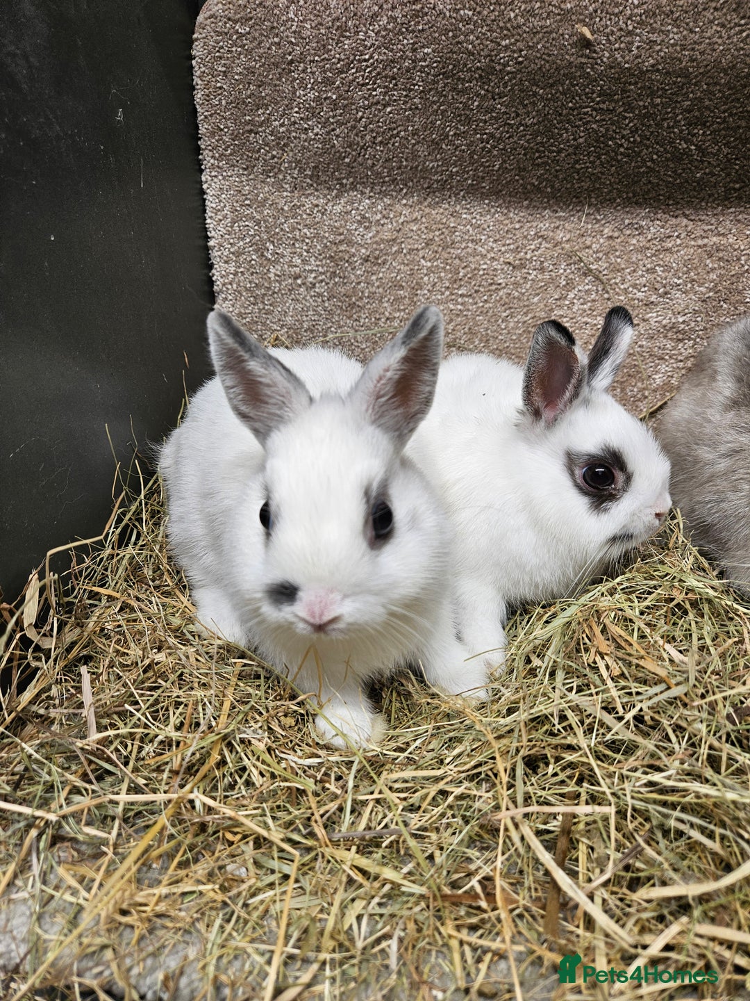 Netherland Dwarf rabbits for sale: Pure Bred Netherland Dwarfs - Image 6