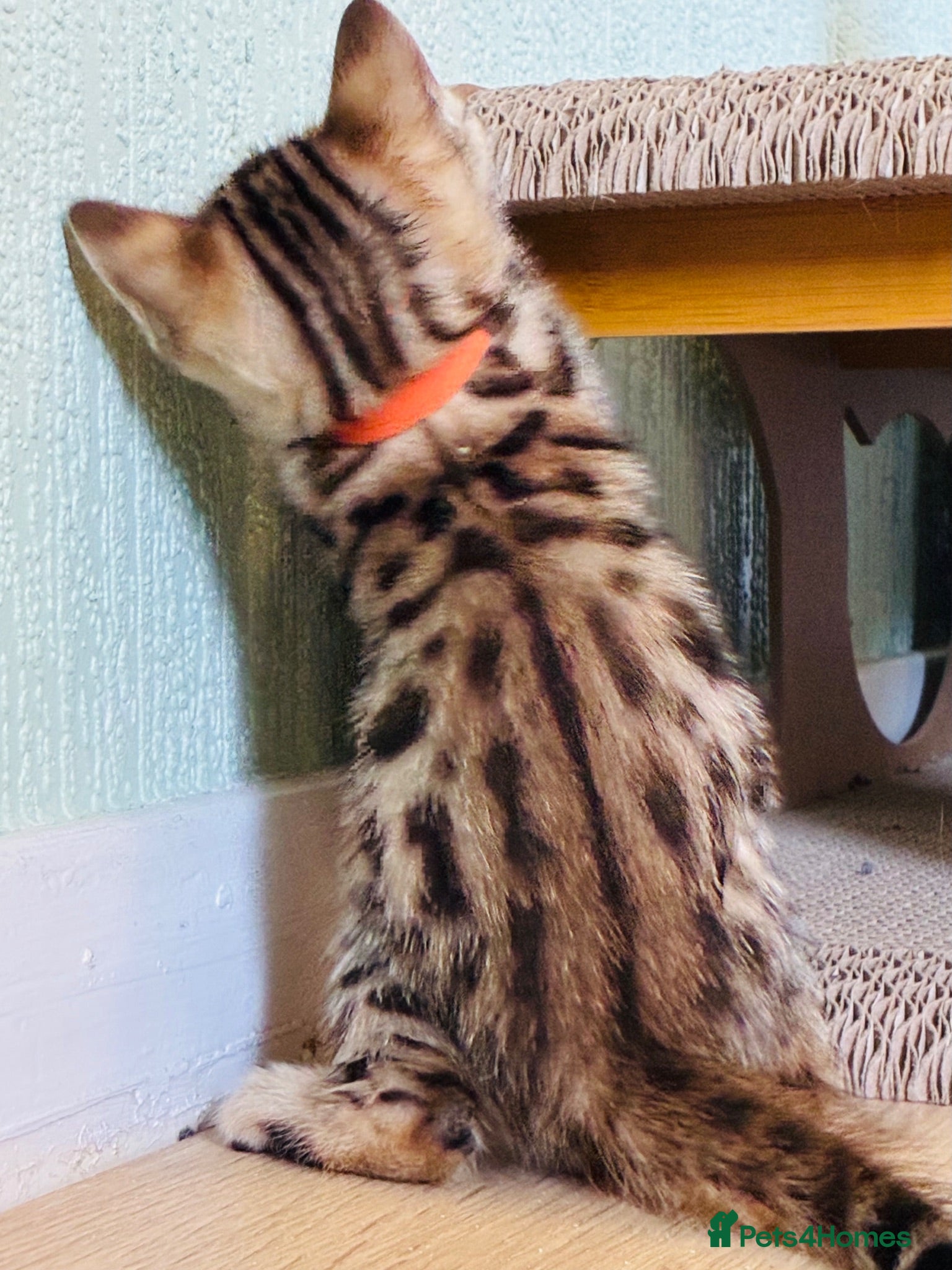 Bengal cats Stunning Bengal Kittens LAST ONE!!! - Advert 1