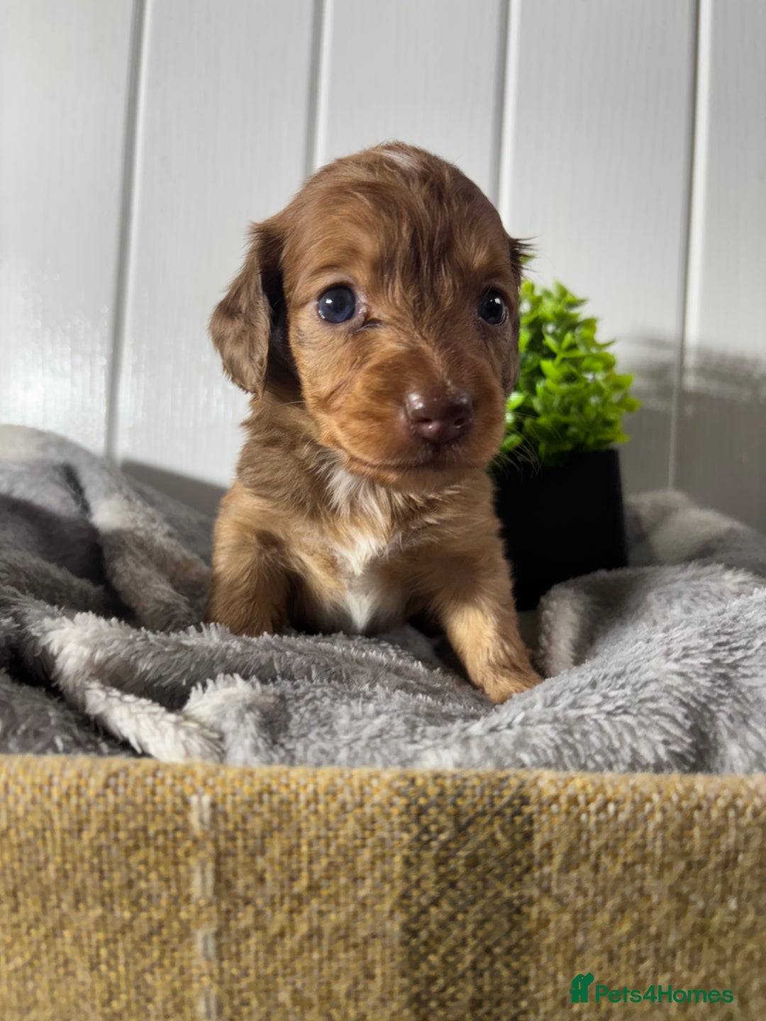 Miniature Dachshund dogs for sale: Beautiful Dachshunds puppies  - Image 7