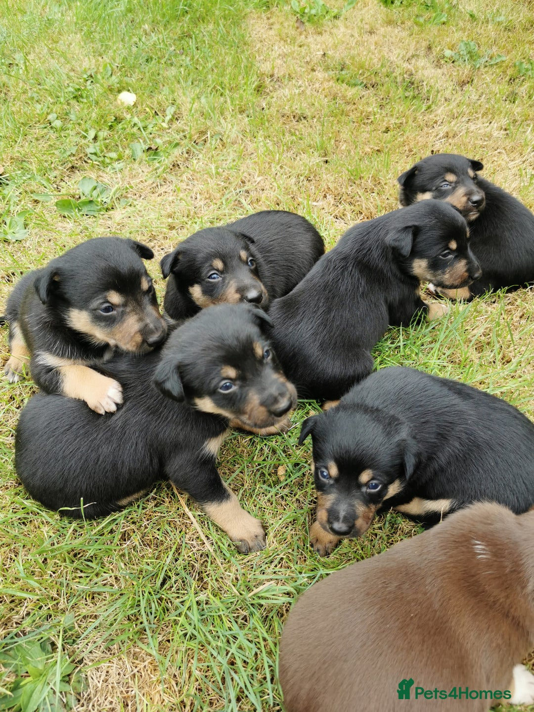 Mixed Breed dogs for sale: Kelpie x collie  - Image 1