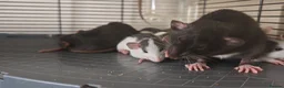 Rat rodents for sale: READY NOW! Updated. Gorgeous fancy dumbo rats - Advert 17