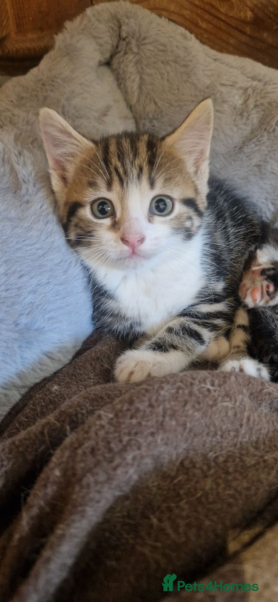 Mixed Breed cats Kitten - Advert 16