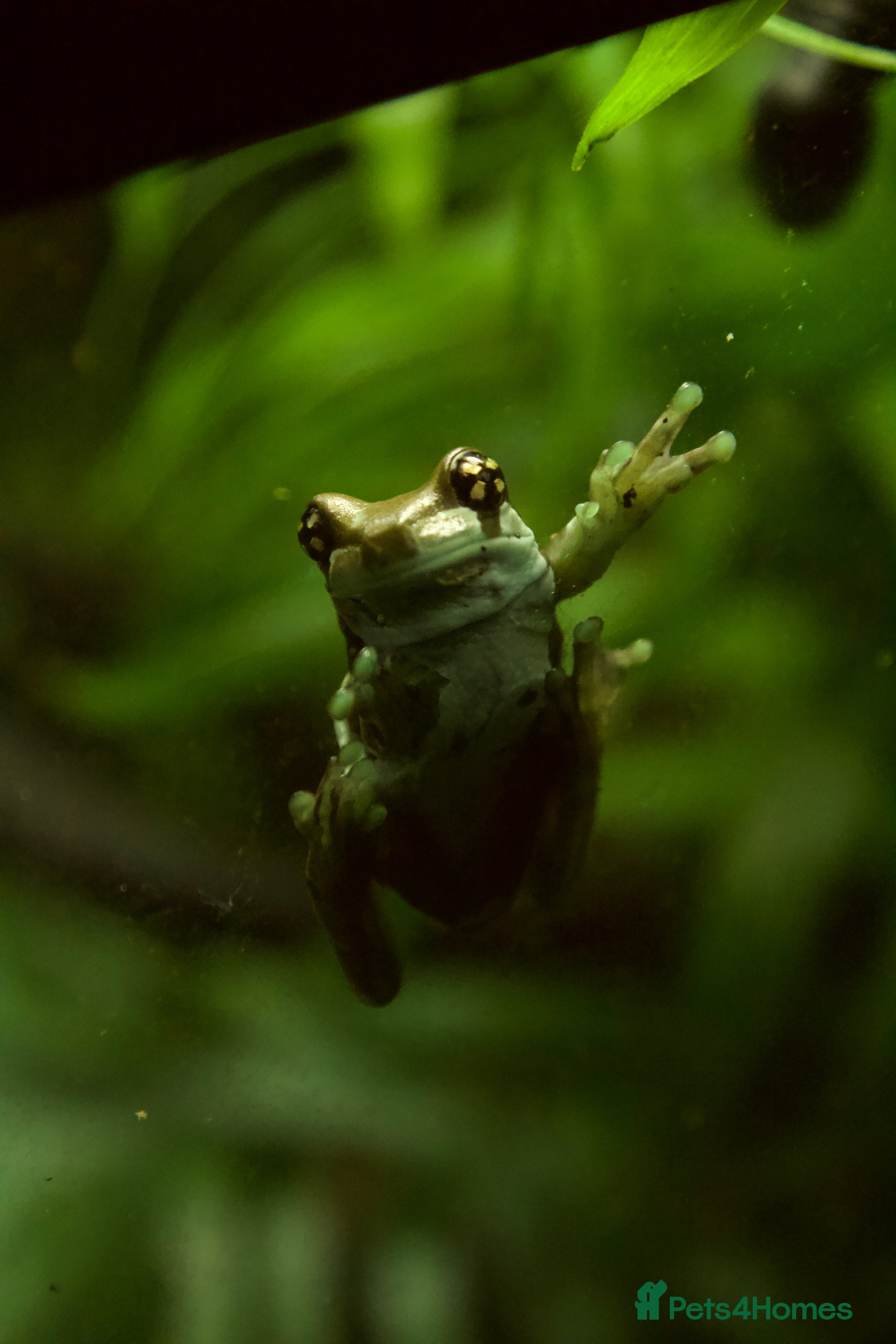 Frog reptiles WANTED: ADULT MILK FROGS - Advert 1