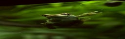 Frog reptiles for sale: WANTED: ADULT MILK FROGS - Advert 2
