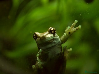 Frog reptiles WANTED: ADULT MILK FROGS - Advert 1