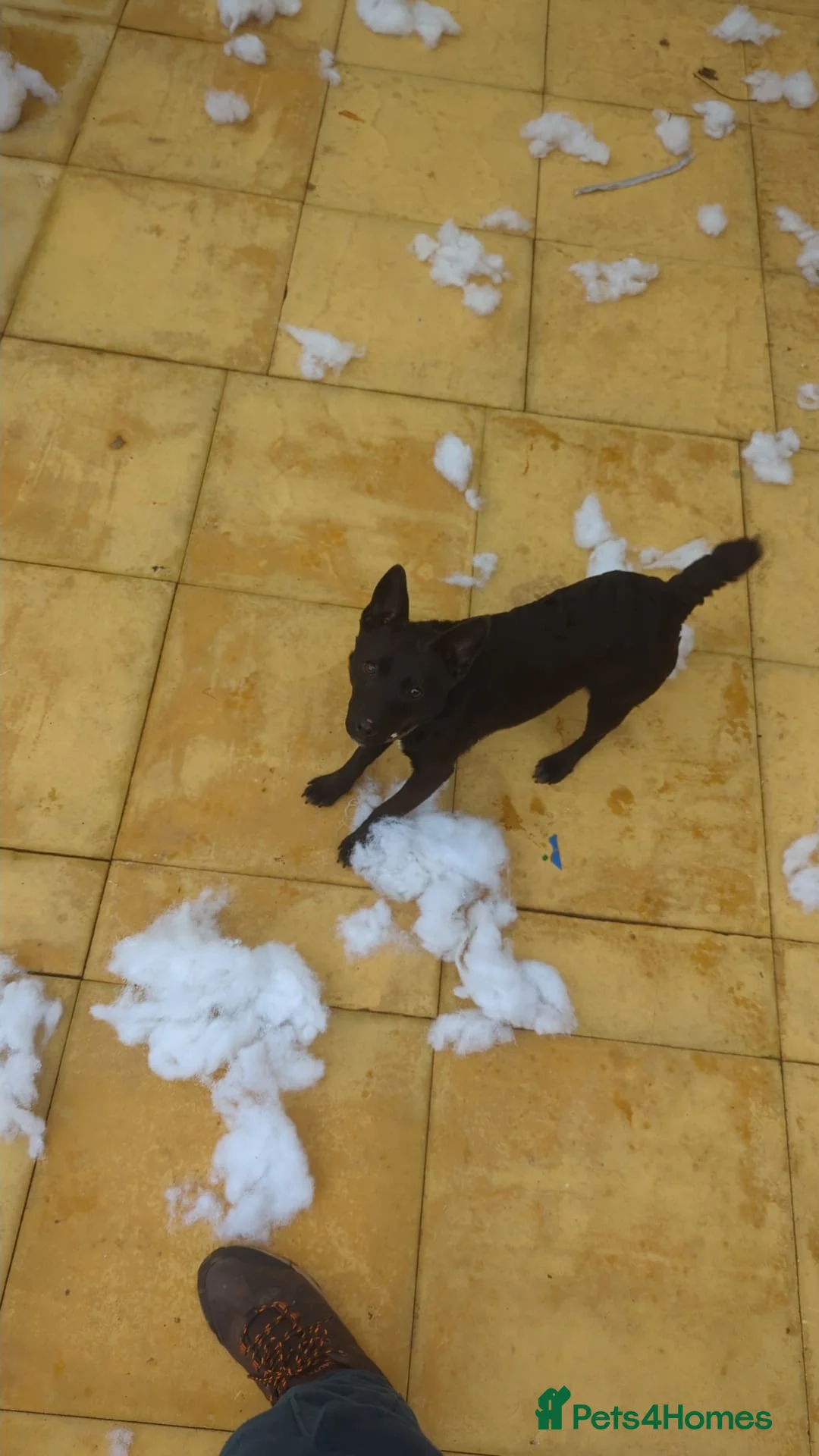 Patterdale Terrier dogs for sale: Lovely patterdale lady  - Advert 2