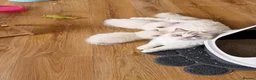 Ragdoll cats for sale: Ragdoll male rare Lilac point  - Advert 6