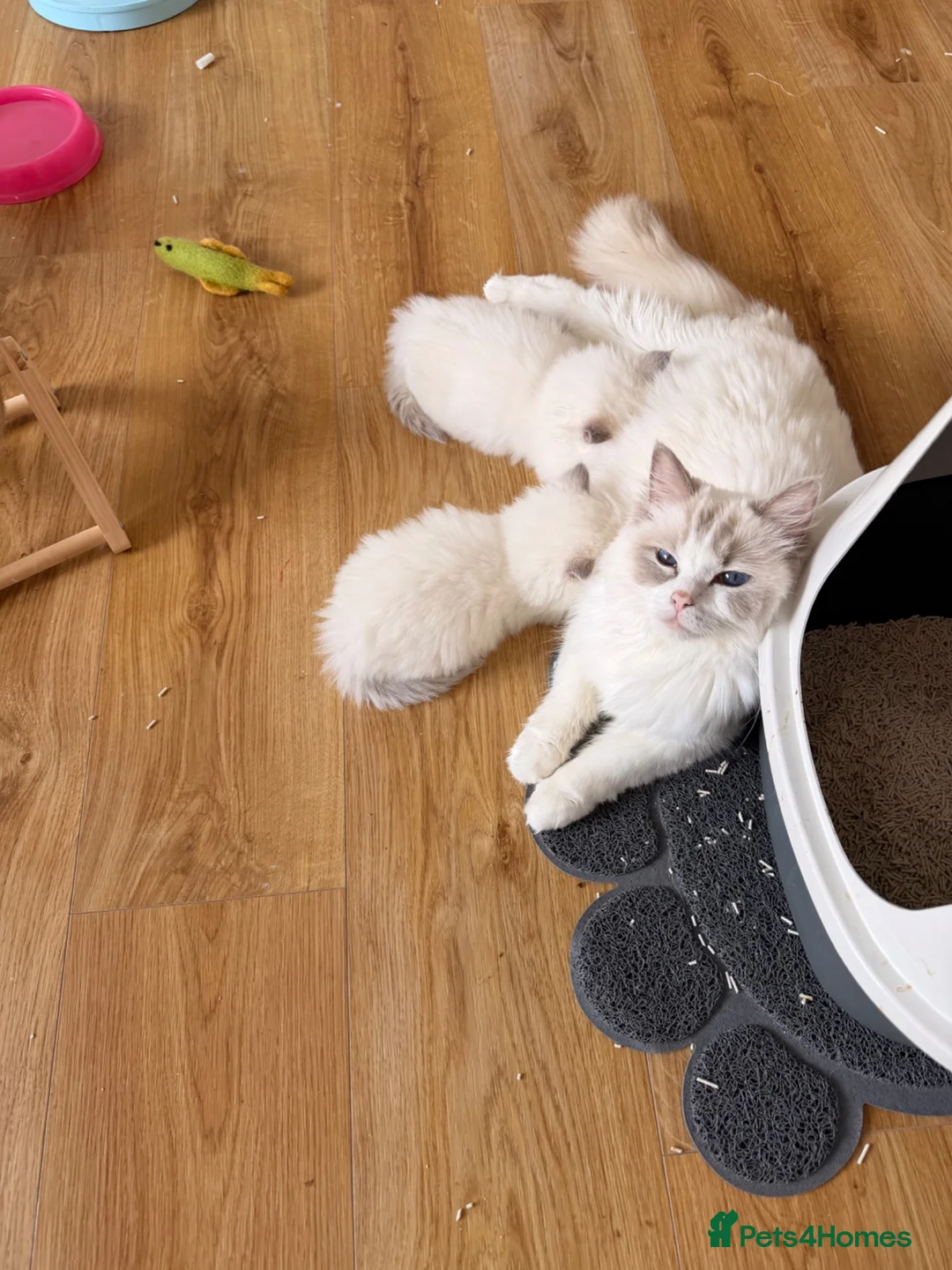 Ragdoll cats for sale: Ragdoll male rare Lilac point  - Advert 6