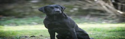 Labrador Retriever dogs for stud: Black labrador stud- FULLY HEALTH TESTED in Leyburn - Advert 21