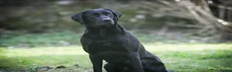 Labrador Retriever dogs for stud: Black labrador stud- FULLY HEALTH TESTED in Leyburn - Advert 21