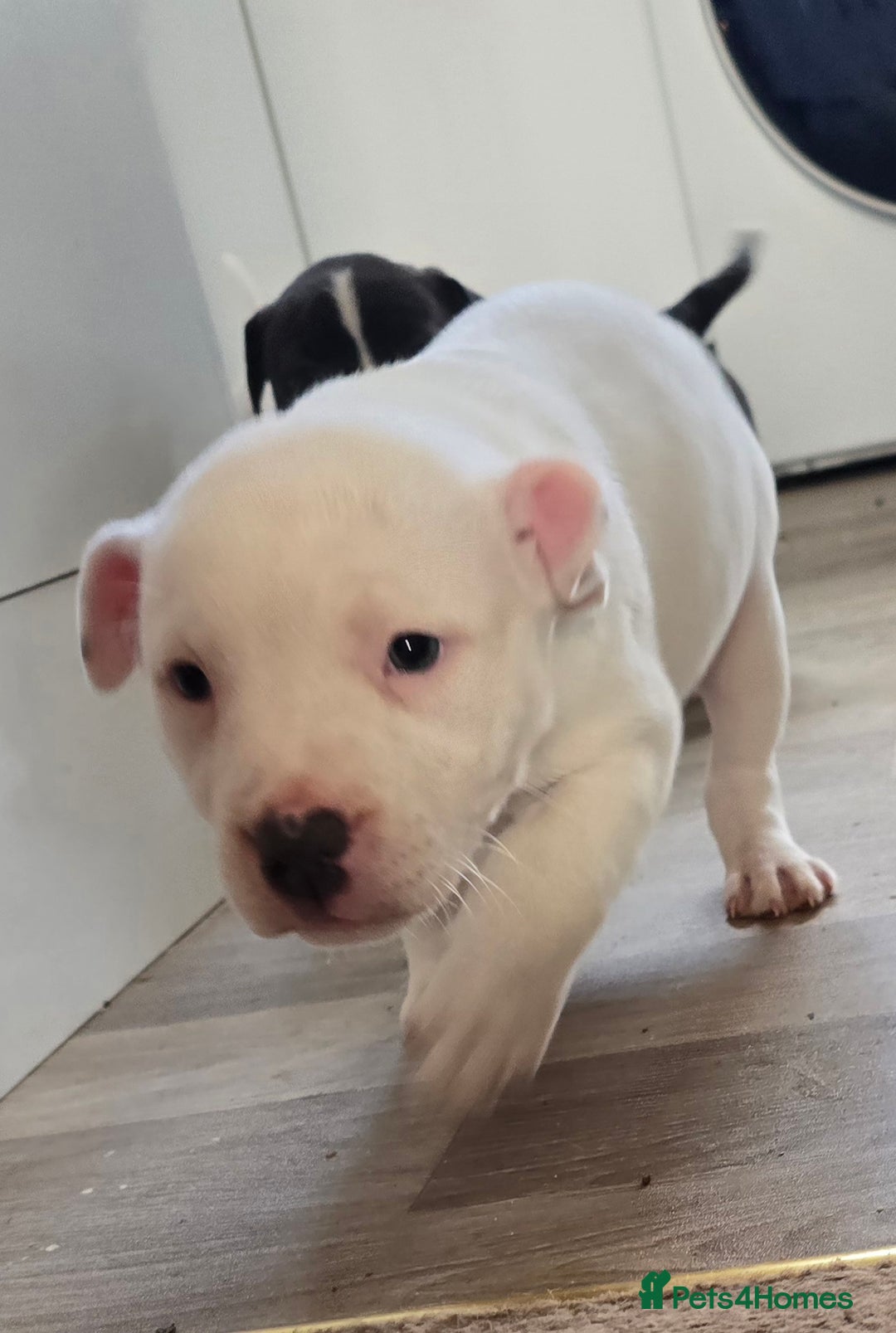 American Bull Staffy dogs for sale: Last one Girl Staffordshire waiting for new home - Advert 19
