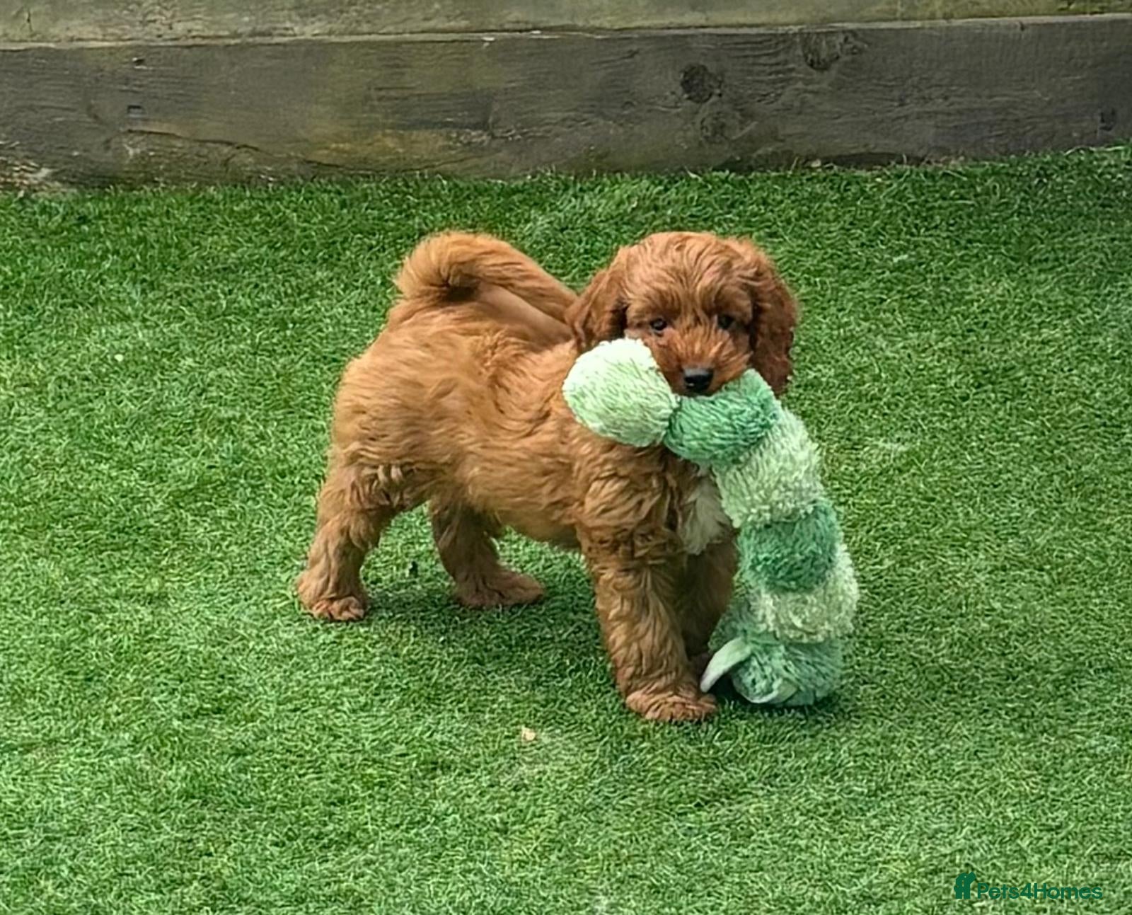 Cavapoo dogs ❤️ Health tested F1B cavapoo ❤️ - Advert 1