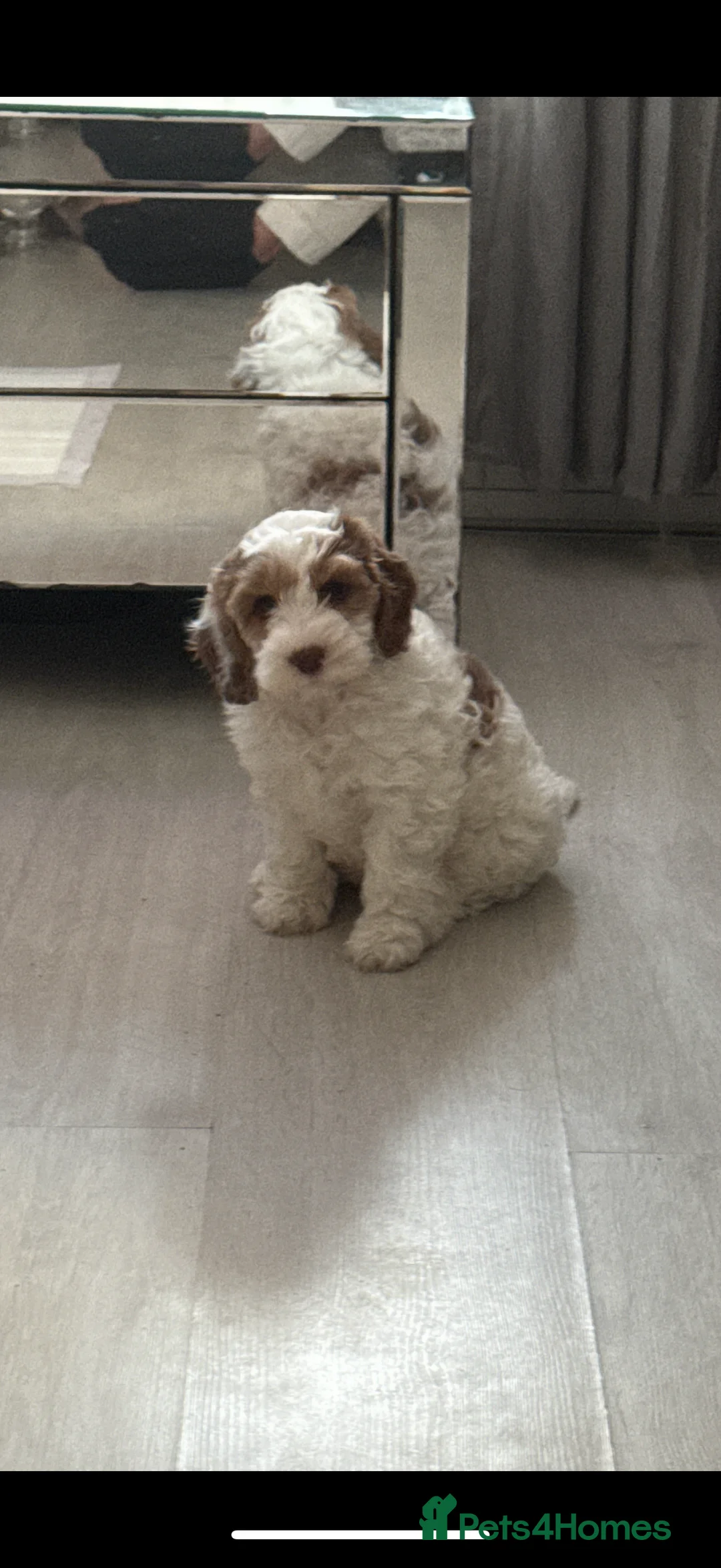 Cockapoo dogs for sale: 4 Adorable F2 Cockapoo puppies - 2 REMAINING! - Advert 5