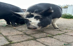 Pig livestock for sale: Kune Kune Pigs for Sale - Image 3