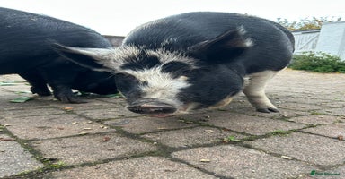 Pig livestock - Advert 4