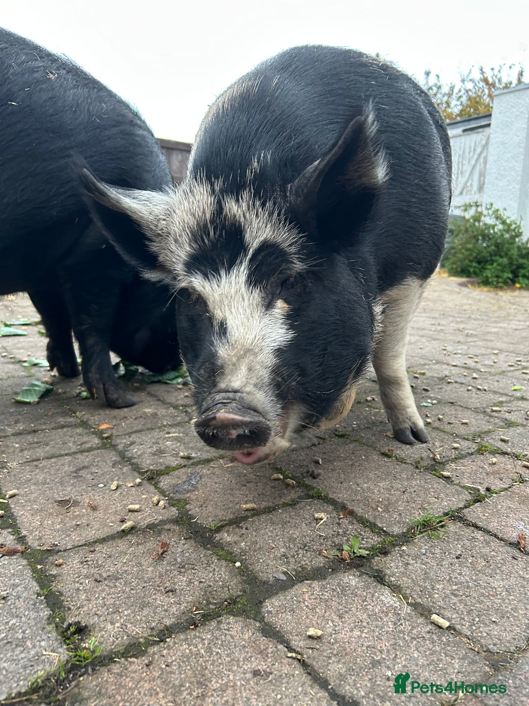 Pig livestock for sale: Kune Kune Pigs for Sale - Image 3