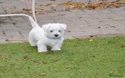 West Highland Terrier dogs for sale: Gorgeous West Highland Terrier Puppies - Image 3