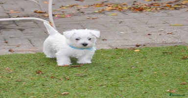West Highland Terrier dogs - Advert 7
