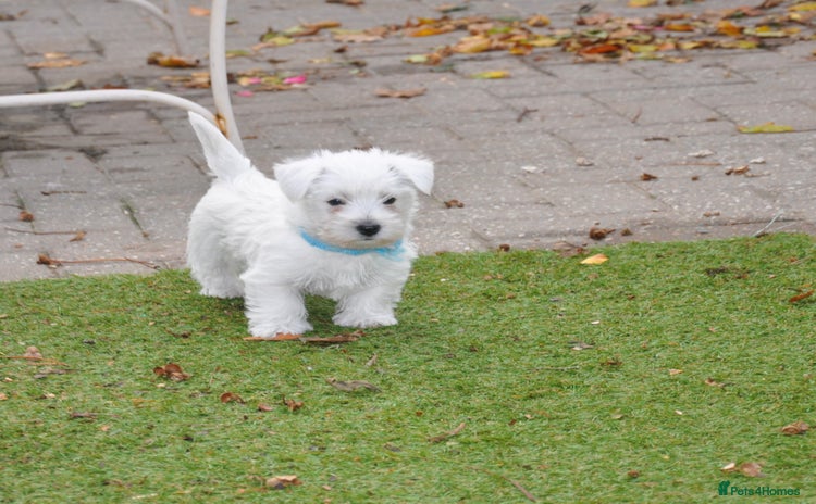 West Highland Terrier dogs - Advert 1