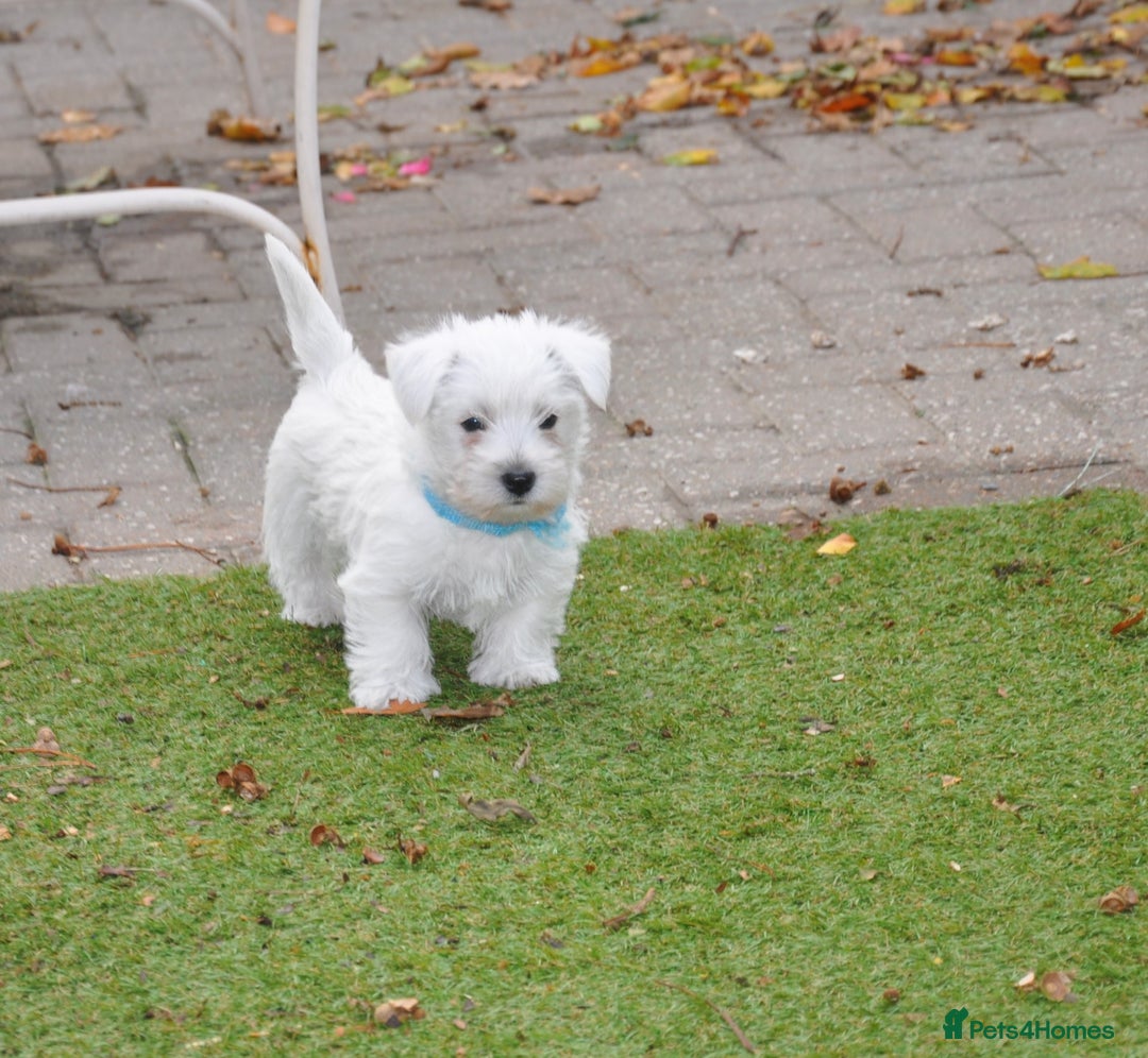 West Highland Terrier dogs for sale: Gorgeous West Highland Terrier Puppies - Image 3