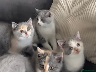 British Shorthair cats British Shorthair kittens, registered - Advert 8