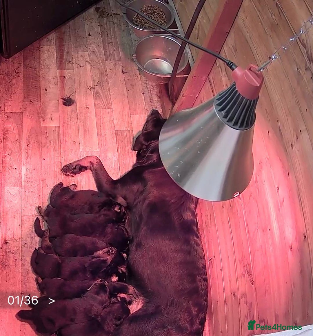 Rottweiler dogs for sale: 🤎🖤🦍 KC REGISTERED 5 ⭐️ BREEDER - Advert 24