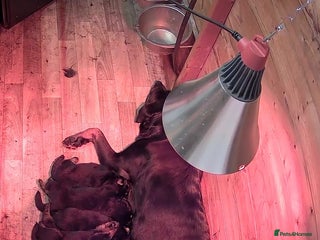 Rottweiler dogs 🤎🖤🦍 KC REGISTERED 5 ⭐️ BREEDER - Advert 15