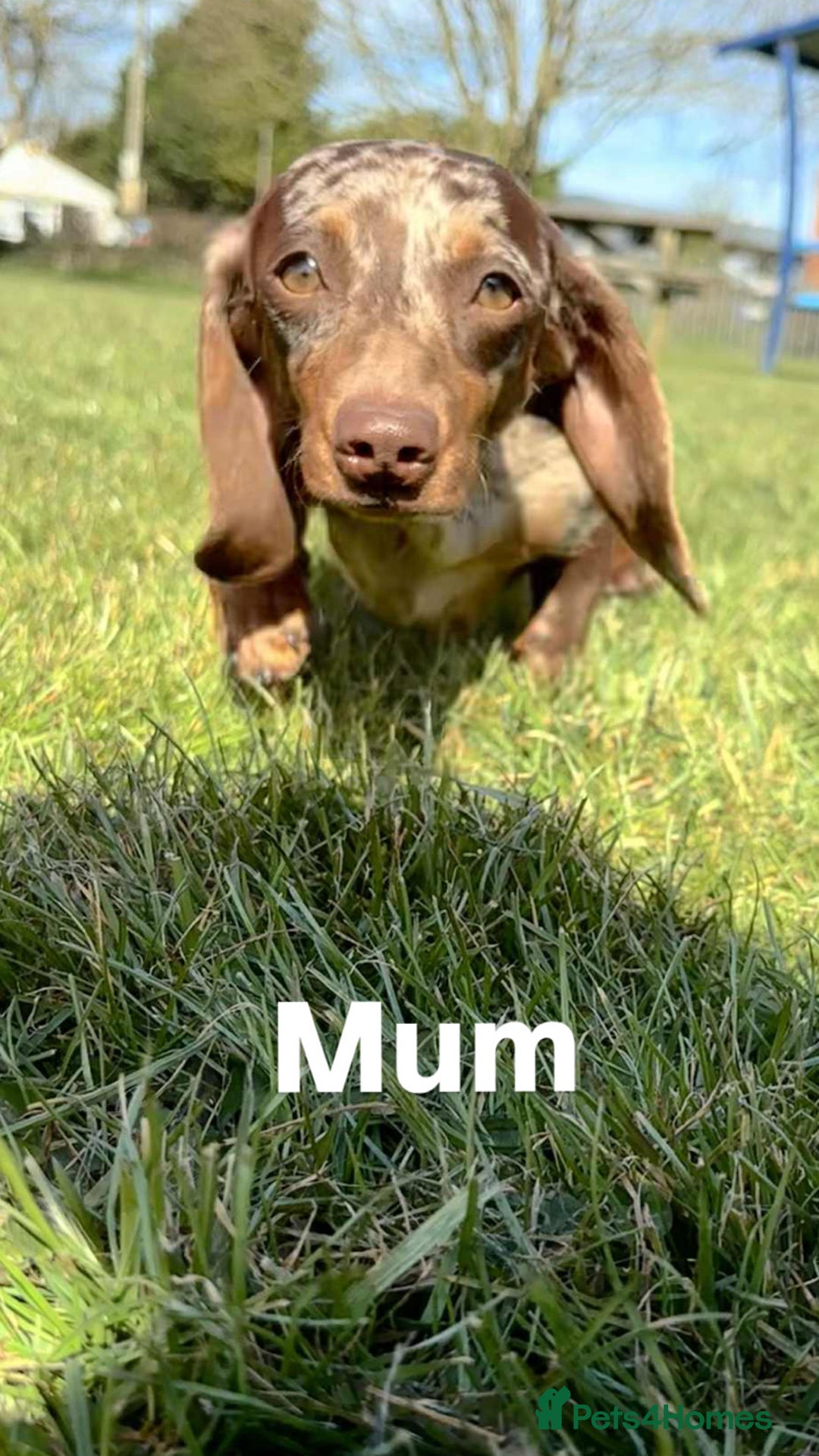Dachshund dogs for sale: Miniature Dachshund puppies - Image 10