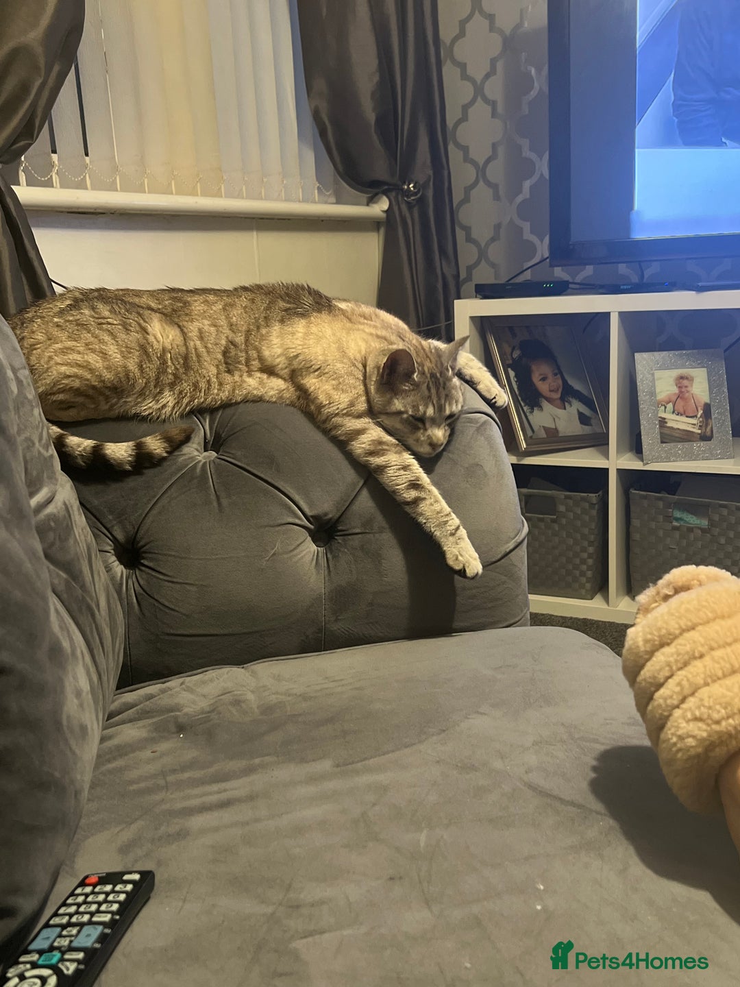 Bengal cats for sale: Half Bengal Boy - Advert 5