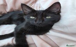 Mixed Breed cats for sale: Maine Coon X Kittens Still Available!! - Image 9