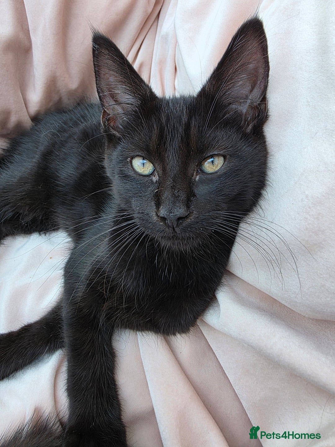 Mixed Breed cats for sale: Maine Coon X Kittens Still Available!! - Image 9
