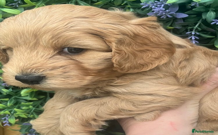 Cockapoo dogs - Advert 1