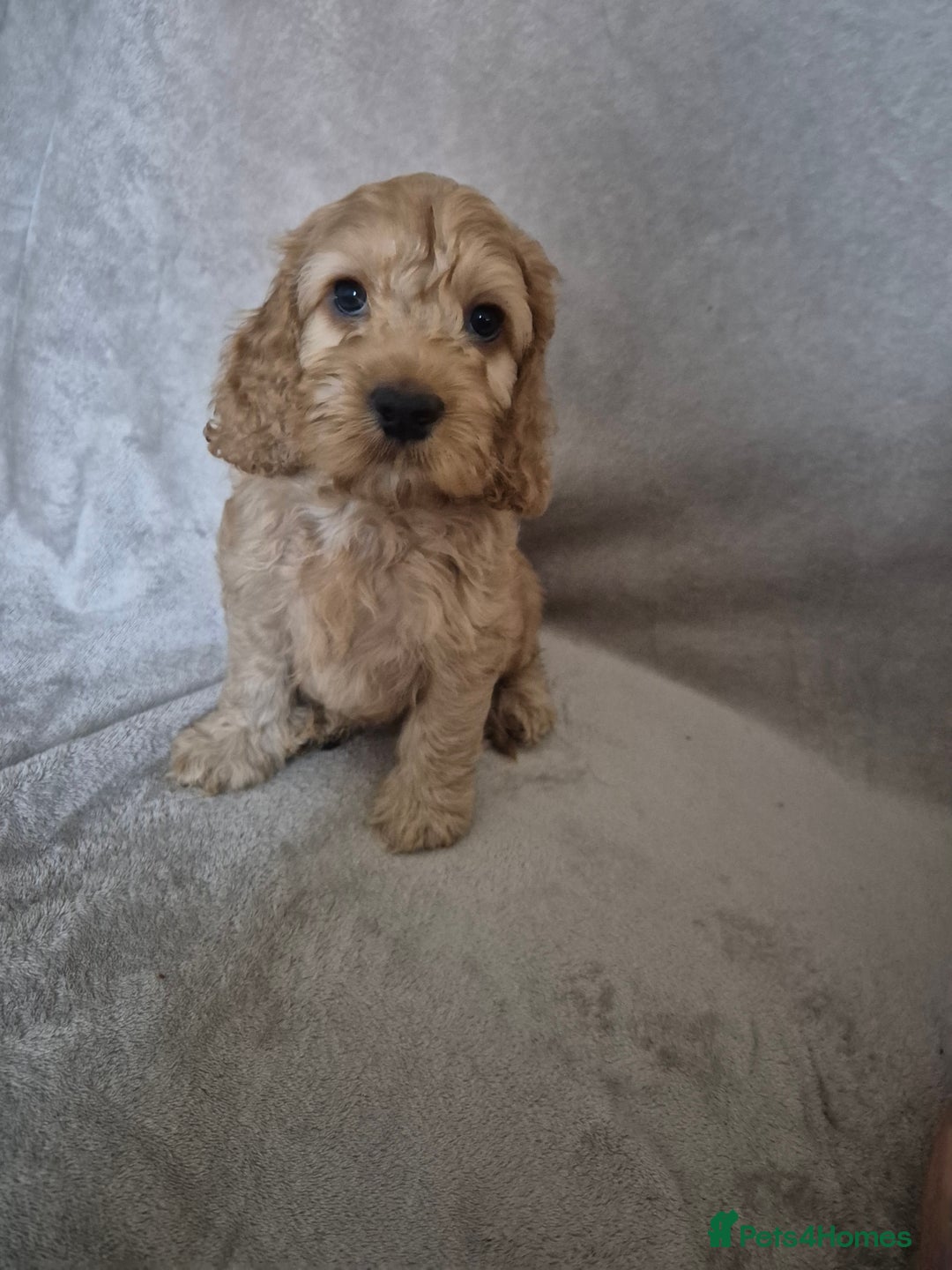 Cockapoo dogs for sale: Cockapoo puppies - Image 13
