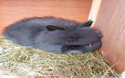 Lionhead rabbits for sale: Beautiful Double Maned Lionhead Girls. - Image 2