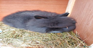 Lionhead rabbits 2 Beautiful Double Maned Lionheads. - Advert 8