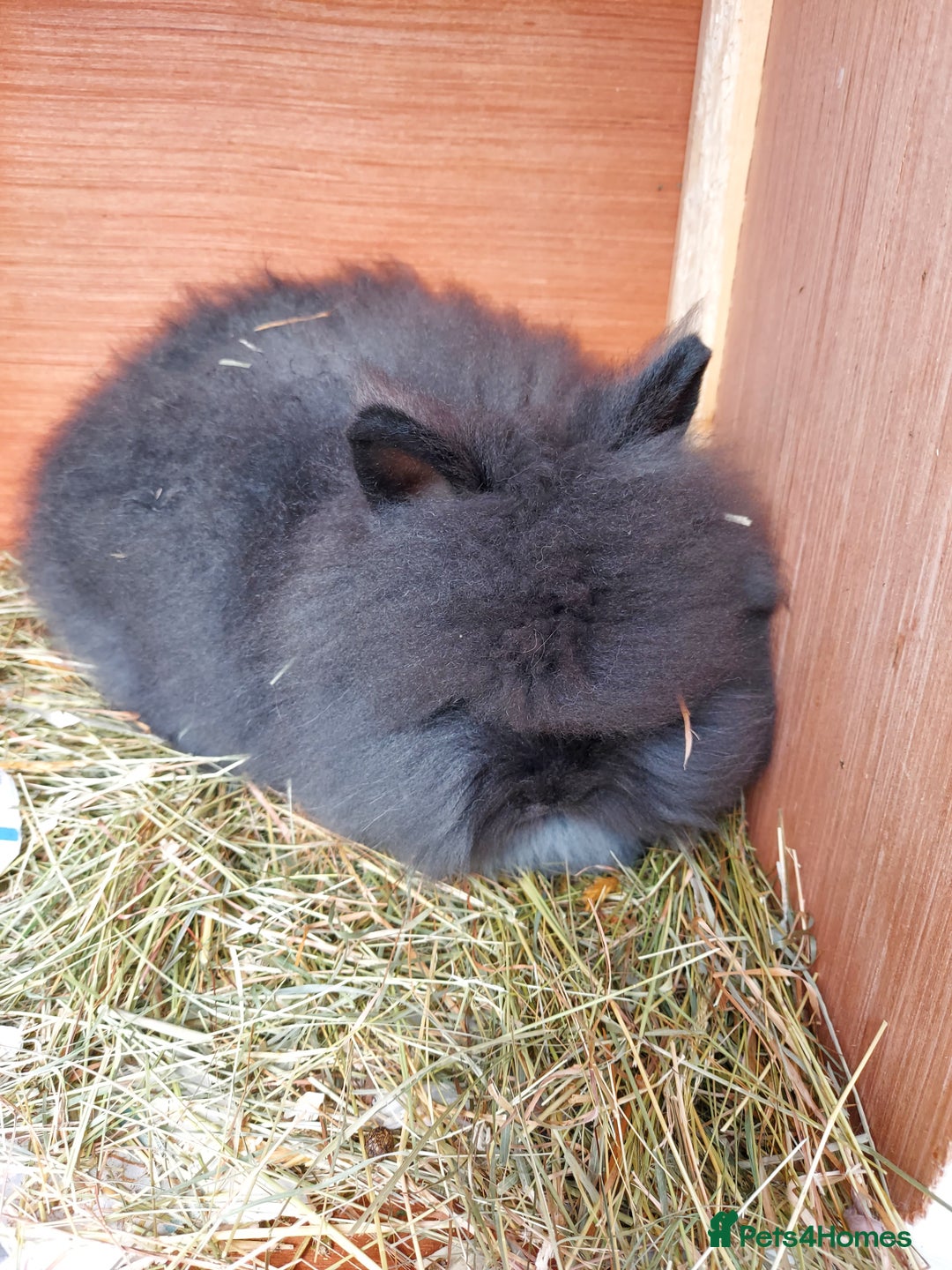 Lionhead rabbits for sale: Beautiful Double Maned Lionhead Girls. - Image 2
