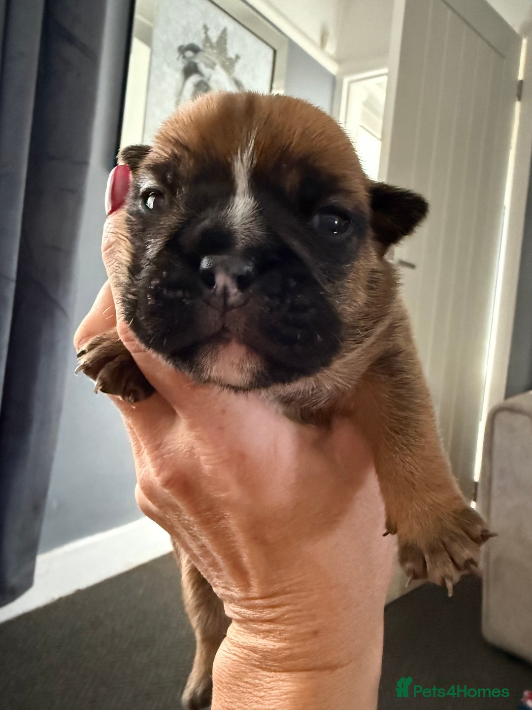 English Bulldog dogs for sale: Traditional English Bulldog Puppies  - Image 6