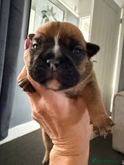 English Bulldog Puppy 4