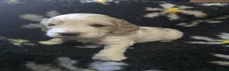 Cockapoo dogs for sale: Litter of 5 beautiful F1 cockapoos  - Advert 16