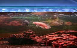 Cichlids fish for sale: 3 Oscars, 1 Cuban Cichlid - Image 3