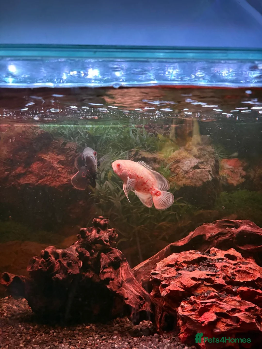 Cichlids fish for sale: 3 Oscars - Advert 3