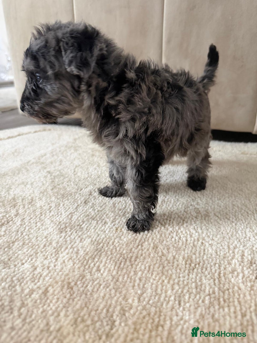 Mixed Breed dogs for sale: Schnoodle puppies for sale  - Advert 28